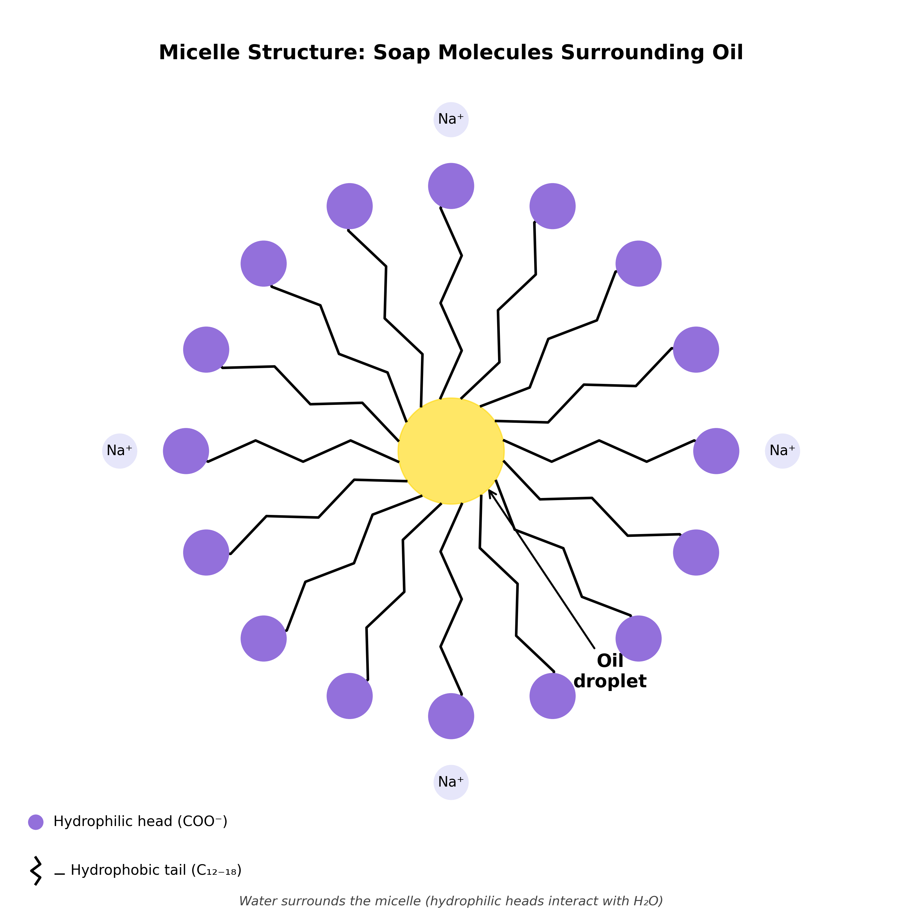 Micelle structure diagram showing soap molecules arranged radially around an oil droplet with hydrophobic tails pointing inward and hydrophilic heads pointing outward